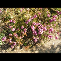 Bruyere couleur de chair - Erica herbacea - Erica Carnea (cv Aurea) (fam Ericacees) (01)
